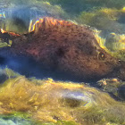 California Sea Hare