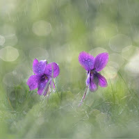 Oggi piove di 