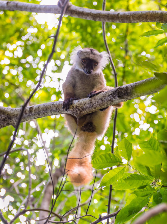 Lemurs are mystical animals in the local Malagasy culture.