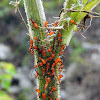 Leaf-Footed Bug (Nymphs)