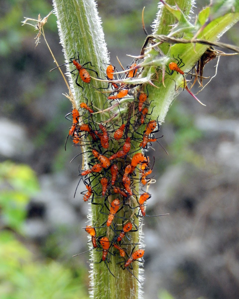 Leaf-Footed Bug (Nymphs)