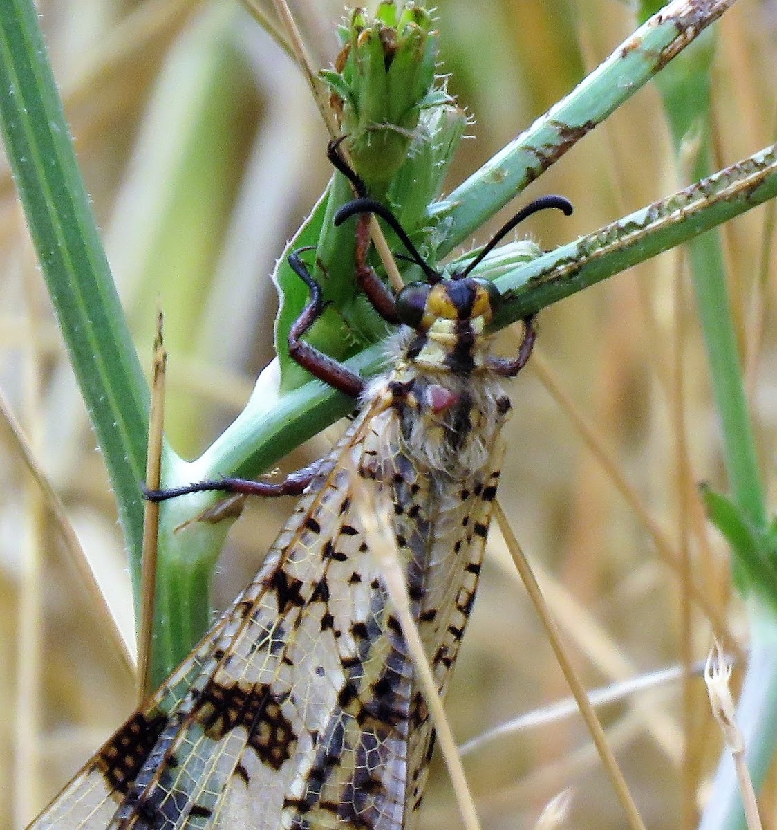 Antlion