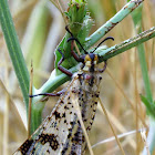 Antlion