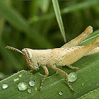 Short-horned grasshopper