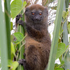 Lac Alaotra Bamboo Lemur