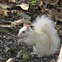 Albino Eastern Gray Squirrel