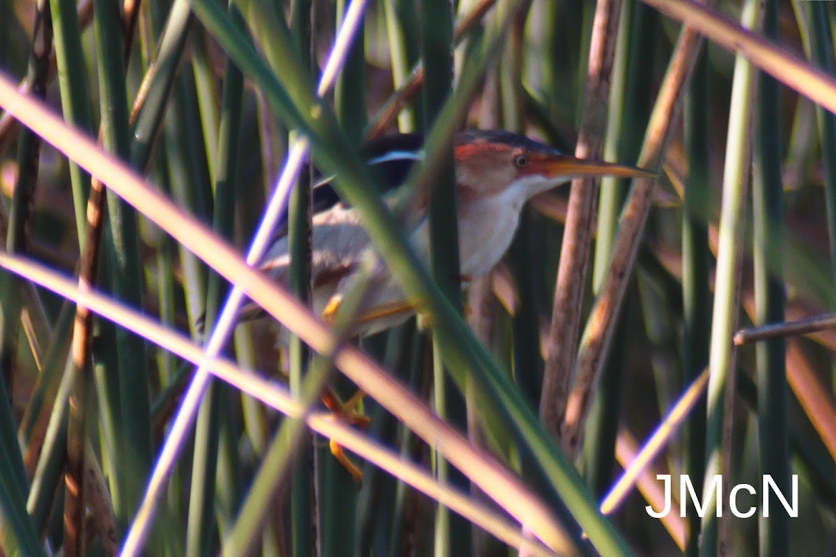 Least Bittern