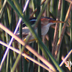 Least Bittern