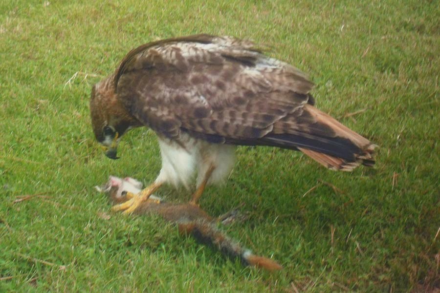 Red-Tailed Hawk