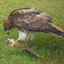 Red-Tailed Hawk