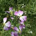 Wild radish