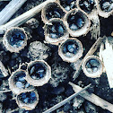 Birds Nest Fungi