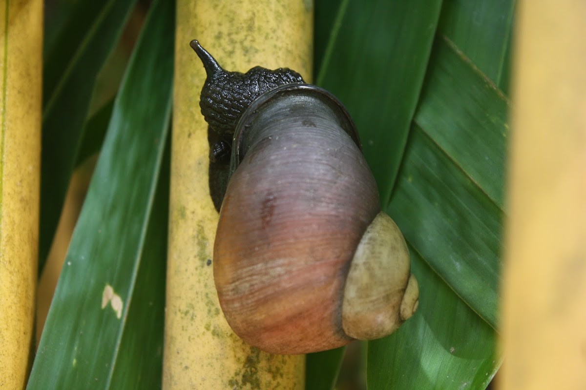 Giant Land Snail