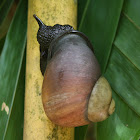 Giant Land Snail