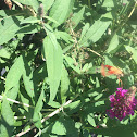 Hummingbird Clearwing