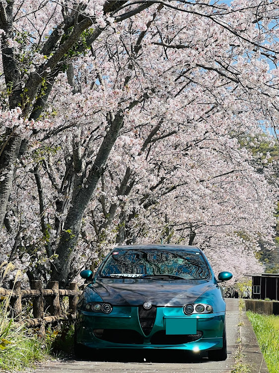 147の桜に関するカスタム事例の投稿画像2枚目
