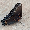 Red-spotted Purple Butterfly