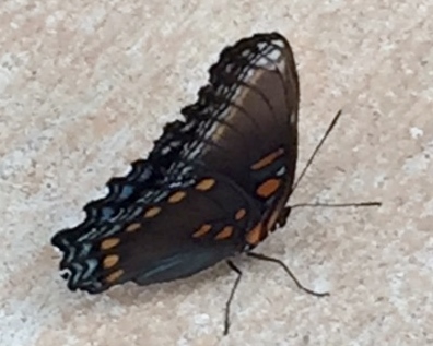 Red-spotted Purple Butterfly