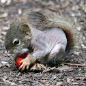 American Red Squirrel