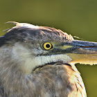 Great blue heron (juvenile)