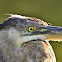 Great blue heron (juvenile)