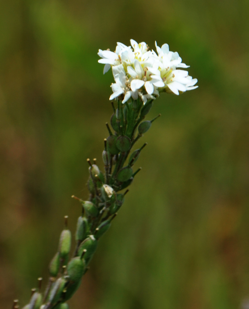 Hoary Alyssum