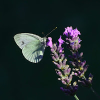 Lavanda succulenta di 