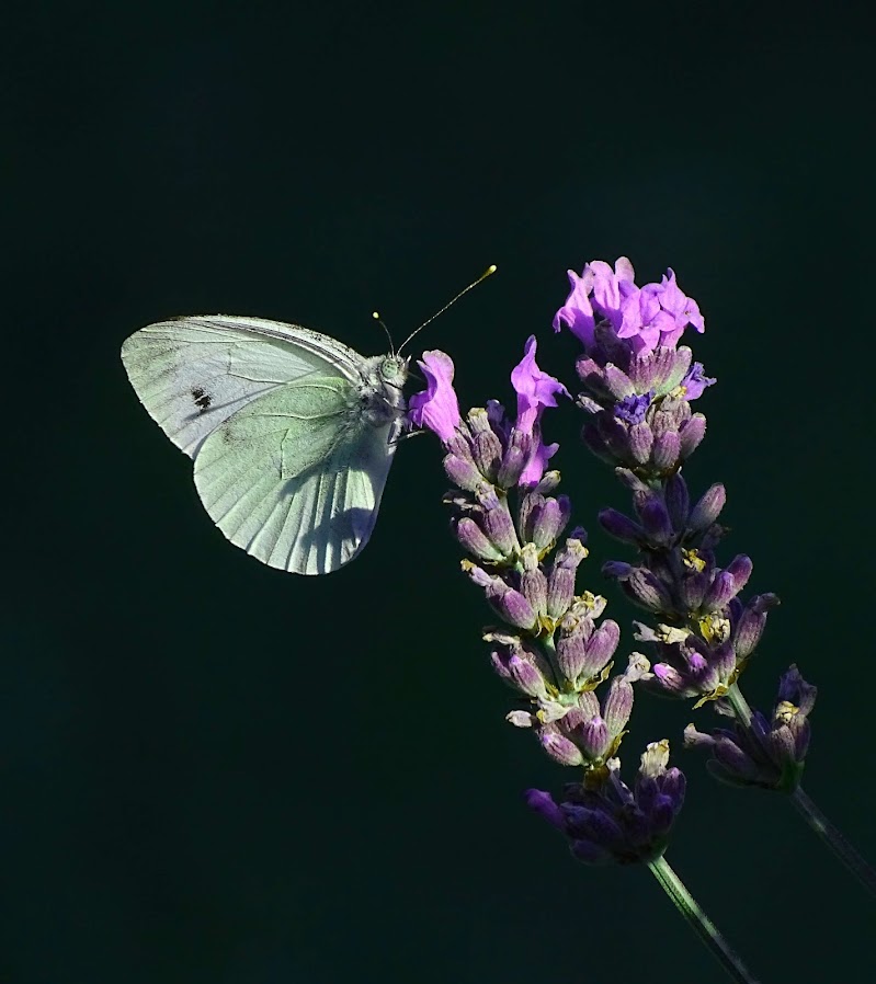 Lavanda succulenta di dan