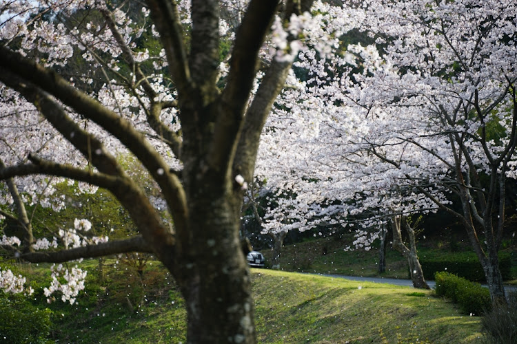 MR2の桜とコラボ・桜のトンネル・花吹雪・柴犬に関するカスタム事例の投稿画像3枚目