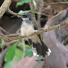 pied fantail