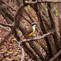 Great Kiskadee