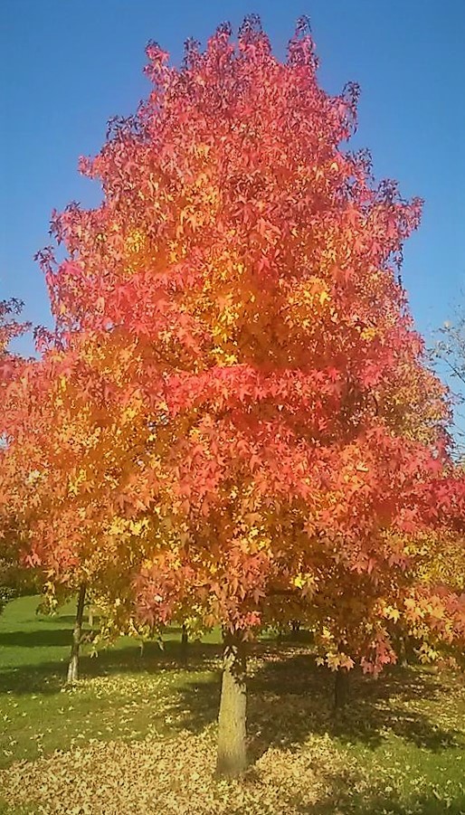 il mio albero di fb