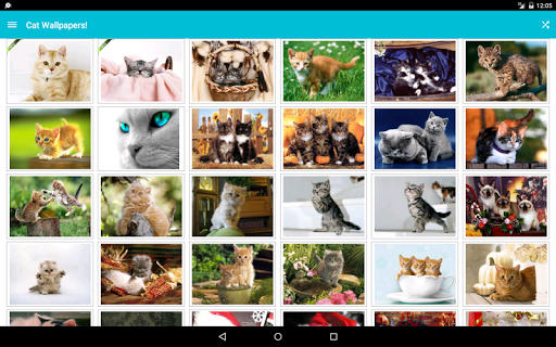 免費下載娛樂APP|Cat Wallpapers! app開箱文|APP開箱王