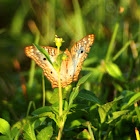 White Peacock Butterfly