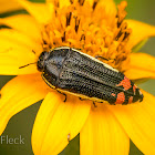 Yellow-margined Flower Buprestid