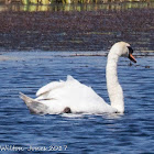 Mute Swan