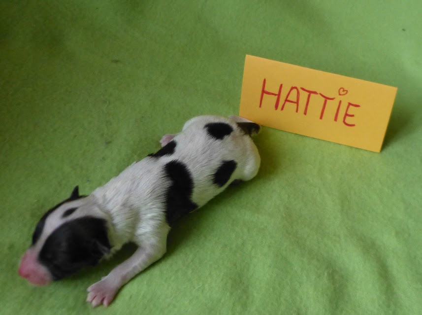 Hattie nach der Geburt