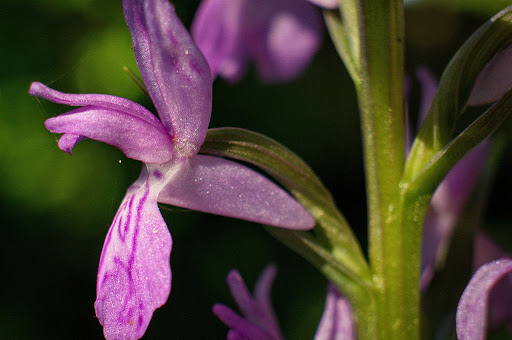 Dactylorhiza elata