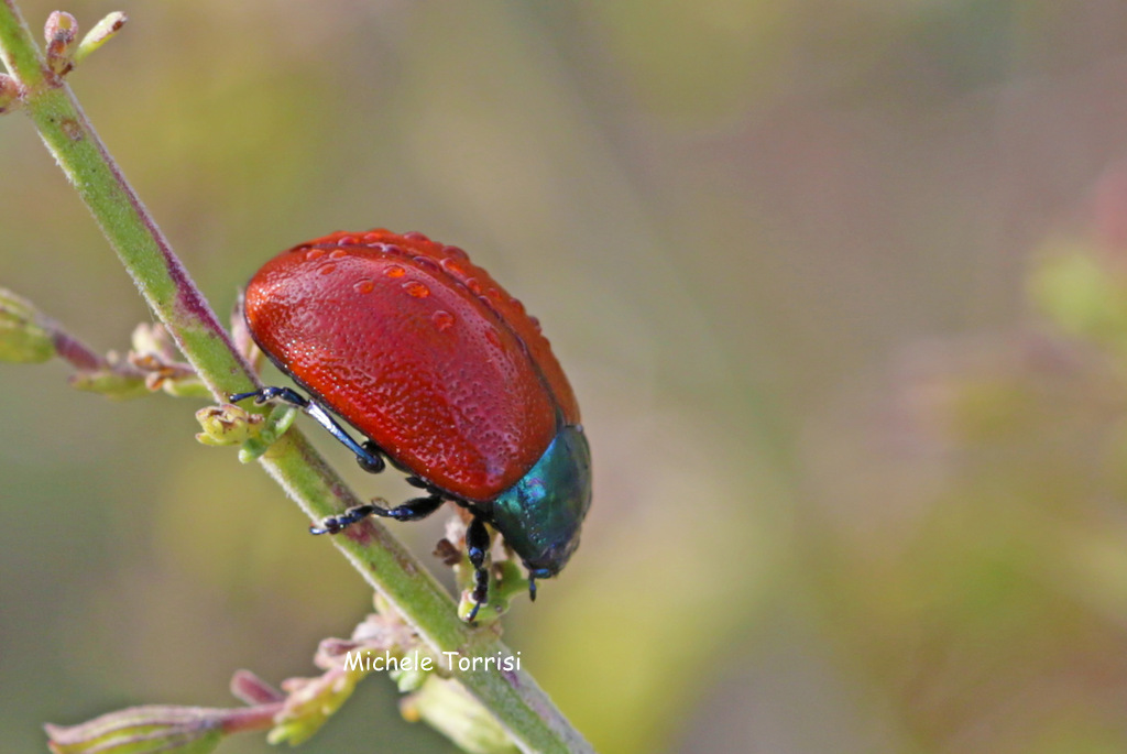 Chrysolina herbacea