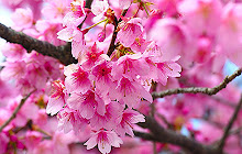 Cherry Blossom Wallpapers HD Theme small promo image