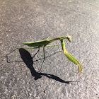 Praying mantis