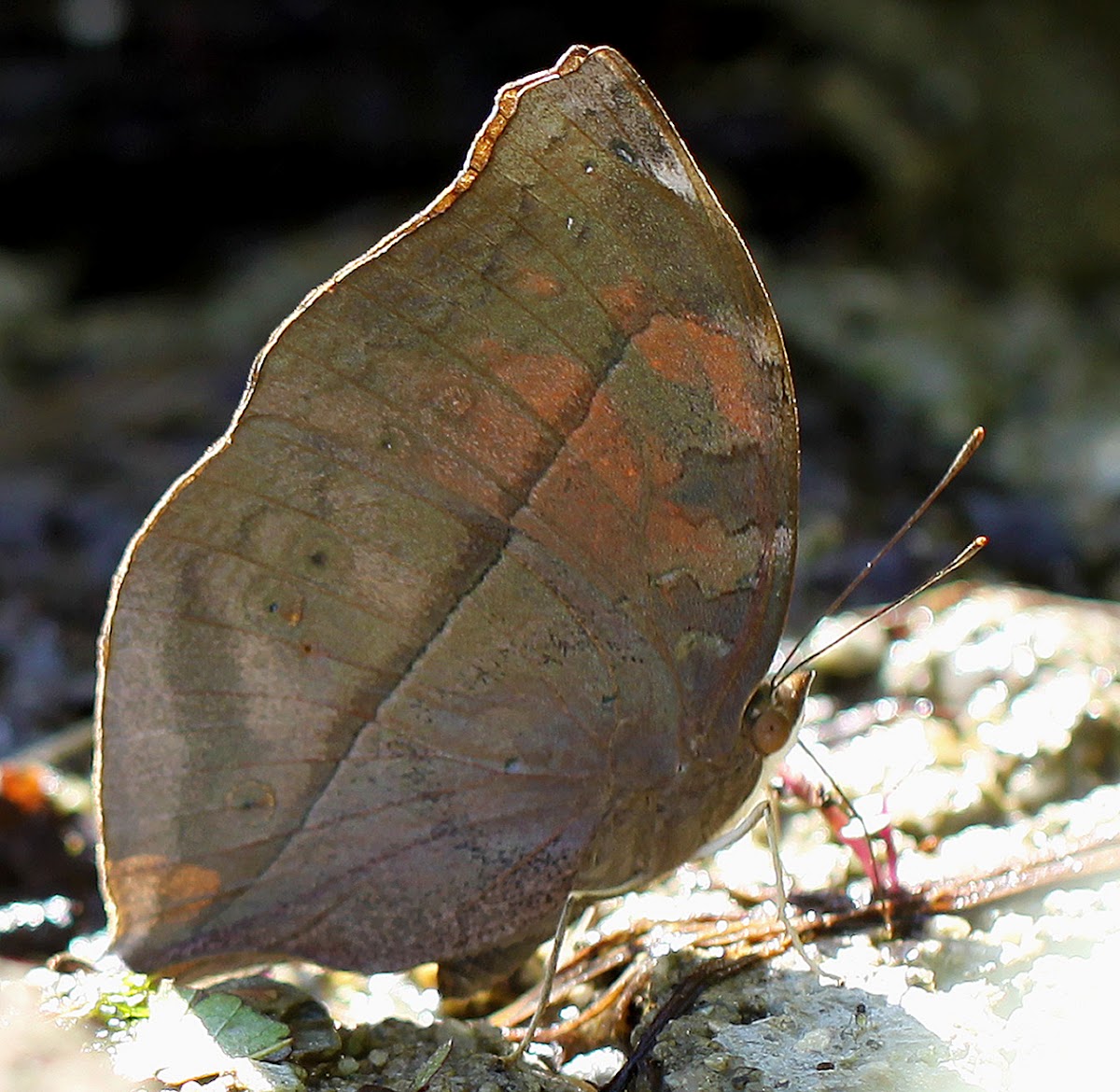 Autumn Leaf