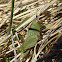 Northern Green-striped Grasshopper nymph