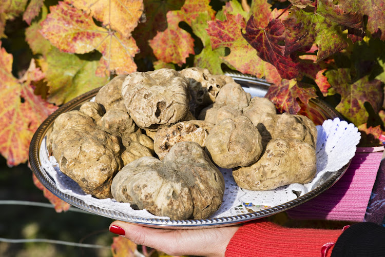 White winter truffles are more valuable than the black variety.