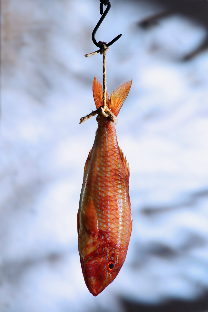 Pesce fuor d’acqua  di Moretti Riccardo