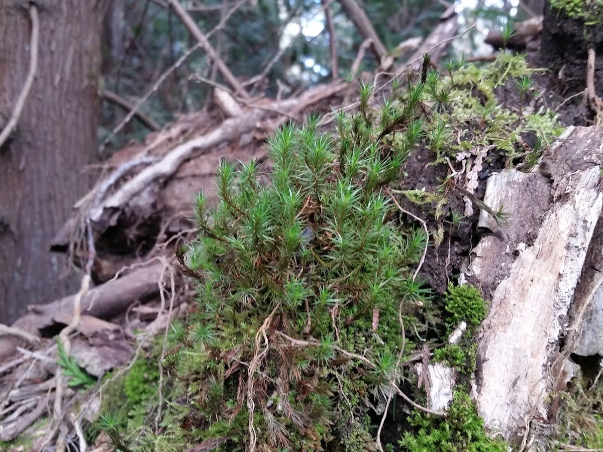 Common haircap moss