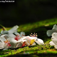 油桐花坊