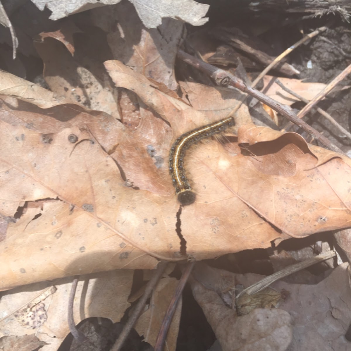 Eastern Tent Caterpillar