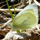 Palaeno Sulphur