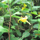 Jewelweed